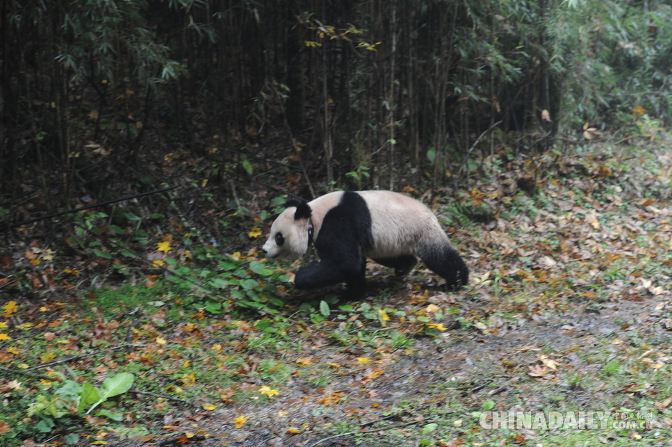 四川石棉：两只雌性大熊猫放归野外