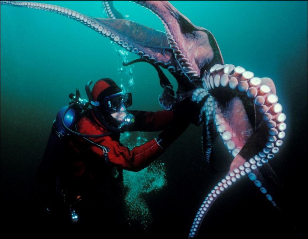 盘点深海下的巨型生物 恐怖又奇幻