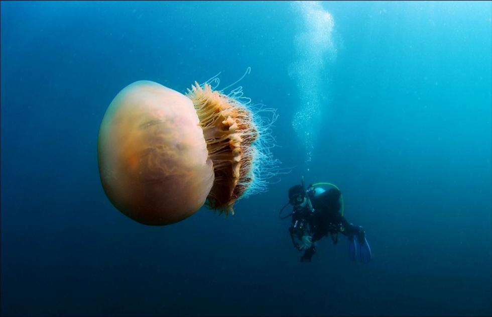 盘点深海下的巨型生物 恐怖又奇幻