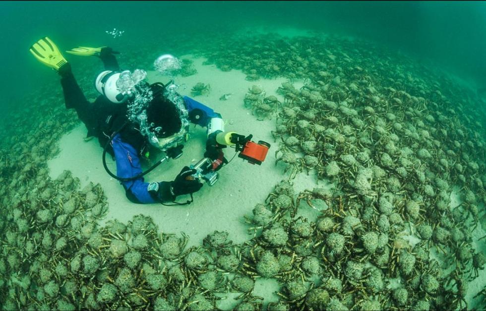 盘点深海下的巨型生物 恐怖又奇幻