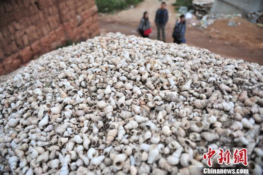 中国最大贝丘遗址:存大批古人吃剩螺蛳壳 为现今濒危物种