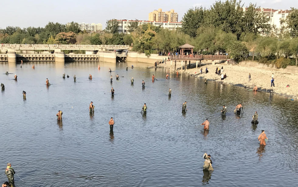 山东一景观河道变“捕鱼场” 上百市民下水捕鱼