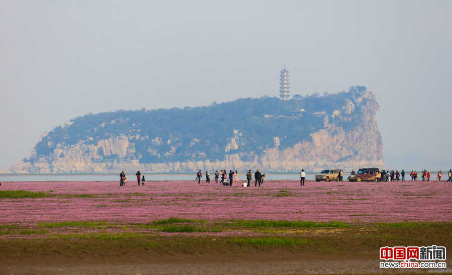 鄱阳湖提前进入枯水位 市民蜂拥赏花海