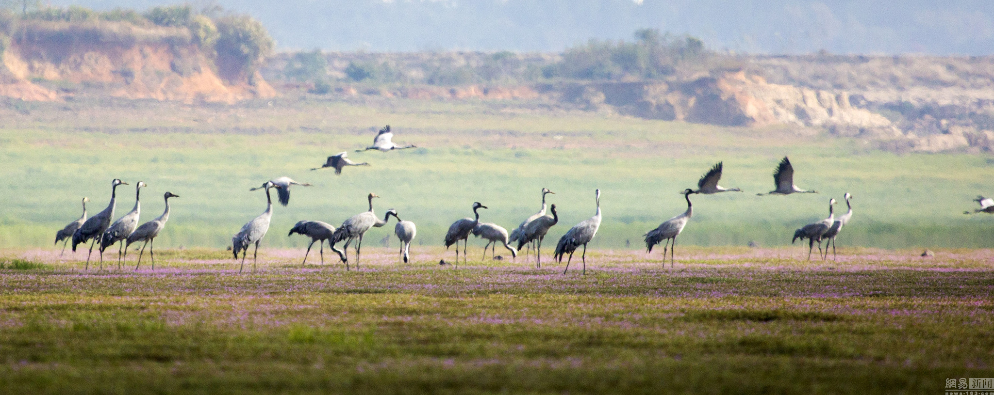 大批珍稀鸟类飞抵江西鄱阳湖湿地越冬