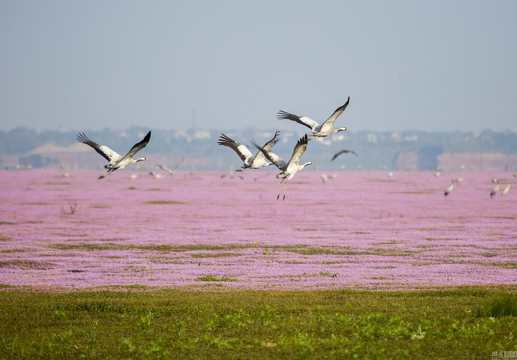 大批珍稀鸟类飞抵江西鄱阳湖湿地越冬
