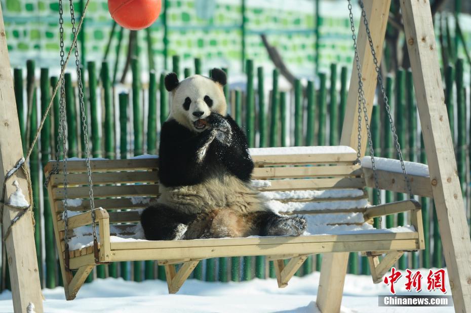 中国最北熊猫馆 明星熊猫雪中撒欢