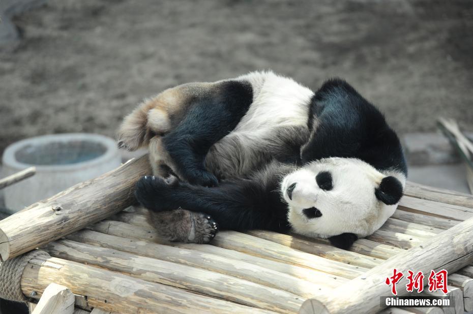 中国最北熊猫馆 明星熊猫雪中撒欢