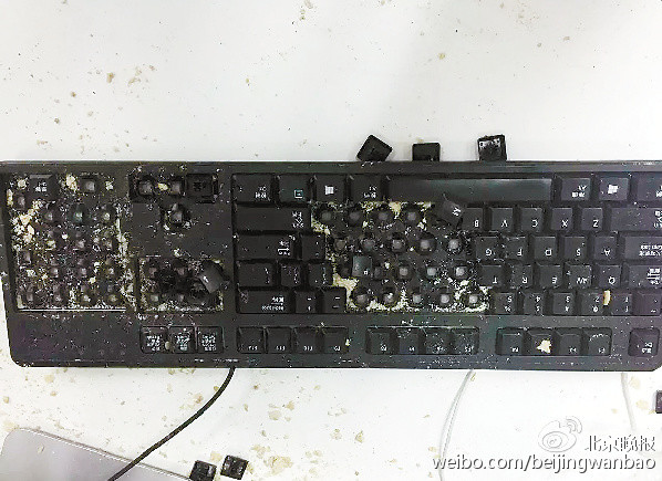 黄鼠狼成“办公室大盗” 为吃面包屑拆了键盘