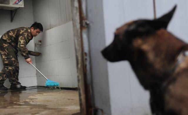 消防兵退伍搜救犬扑上车要跟着走