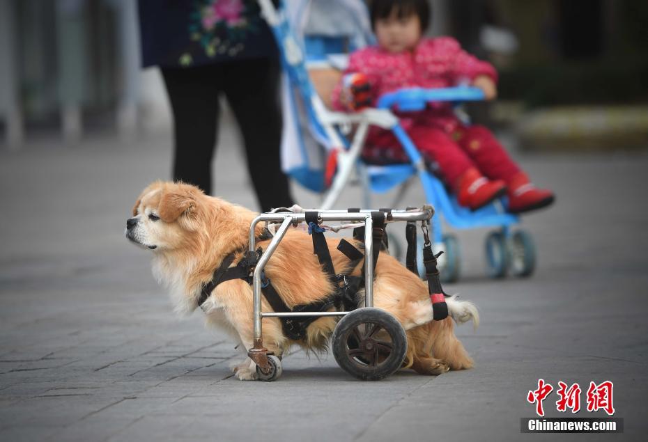 重庆街头“狗坚强” 半身残废靠轮椅行走