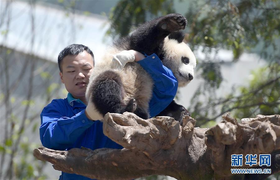 大熊猫这一年的“网红”生活