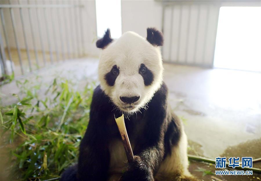 大熊猫这一年的“网红”生活