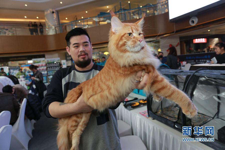 200只国际名猫齐聚郑州选美 上演“猫王争霸”