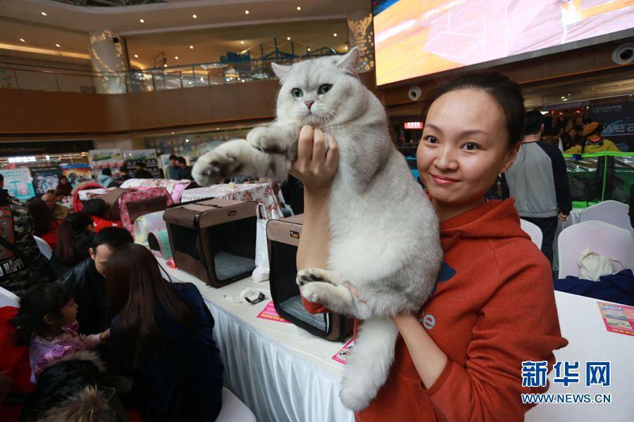 200只国际名猫齐聚郑州选美 上演“猫王争霸”