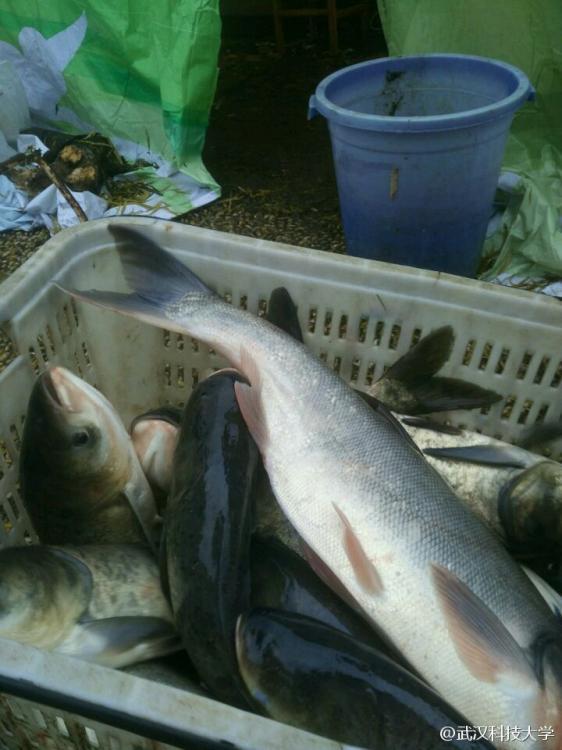 武汉高校湖内捕鱼两万斤 学生凭票免费吃鱼块