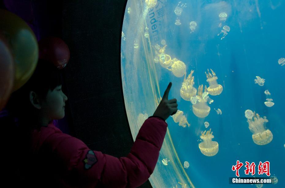 中国最大水母馆亮相天津