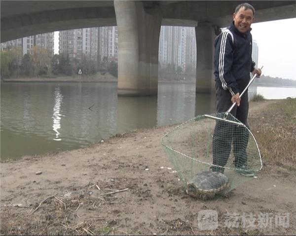 市民捕到巴西鳄龟：放生或对生态造成破坏
