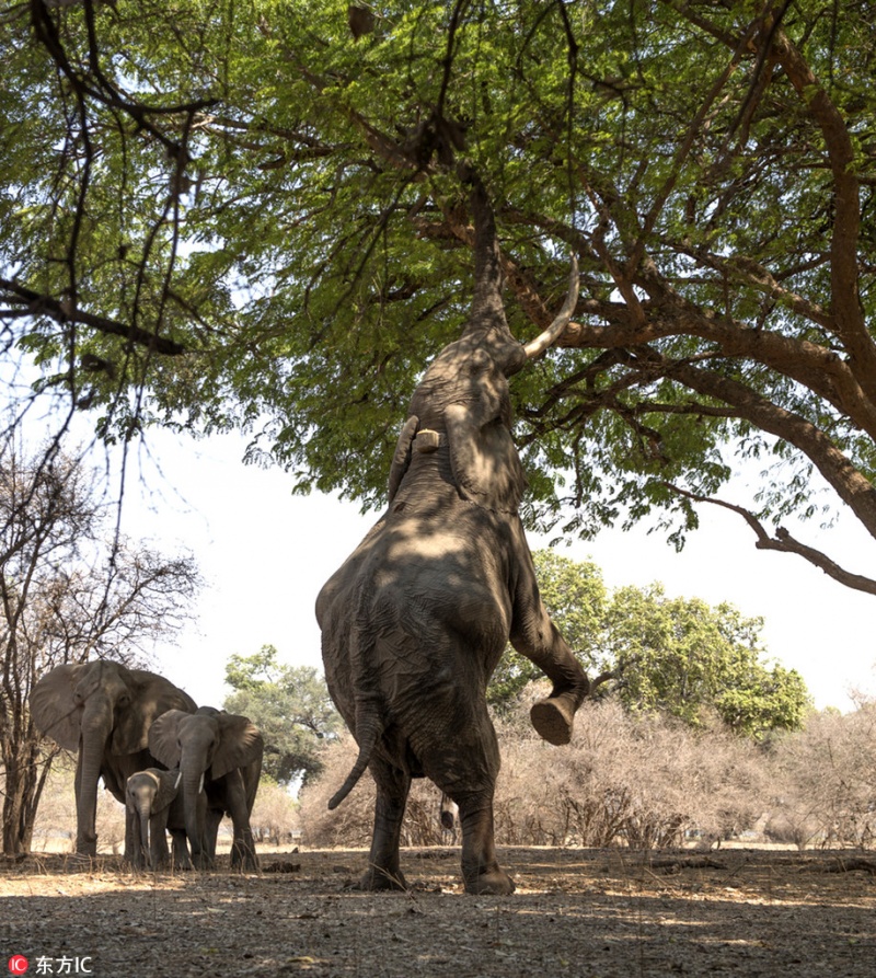 津巴布韦大象瑜伽体式花式吃树叶 尽情舒展大秀柔然身躯