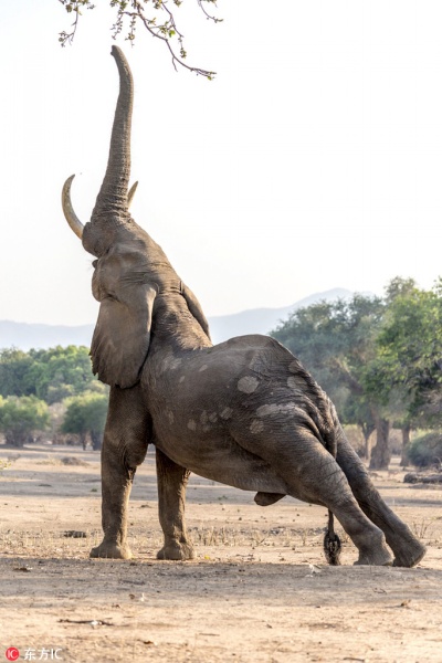 津巴布韦大象瑜伽体式花式吃树叶 尽情舒展大秀柔然身躯