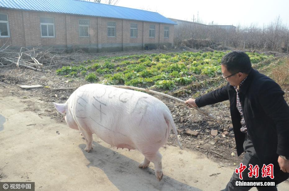 郑州1500斤猪王 pk掉几十头大肥猪后获封
