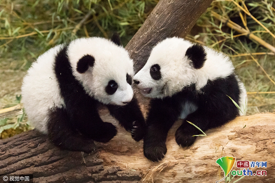 全球大熊猫迎新年活动 熊猫宝宝呆萌来拜年