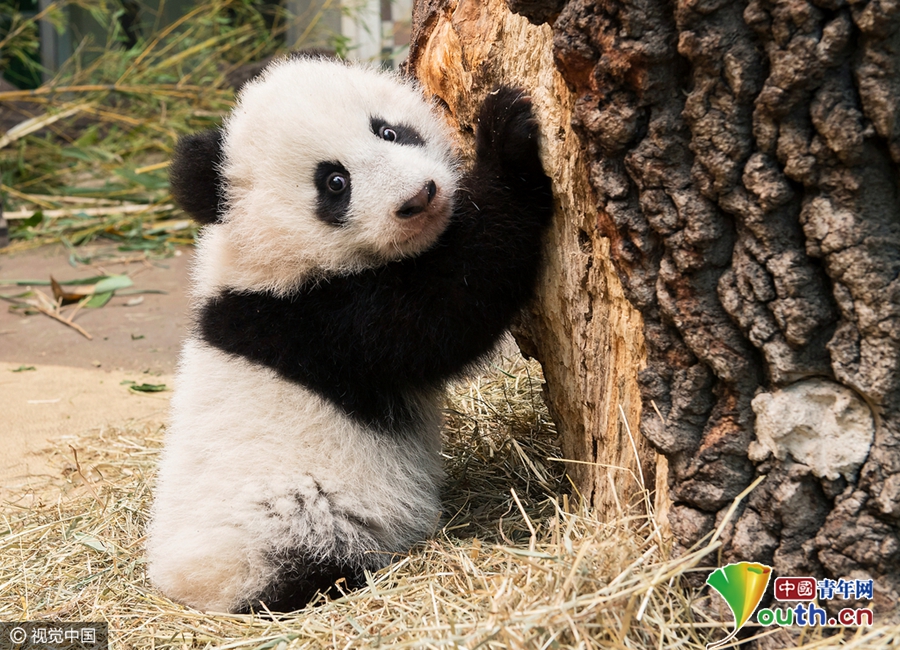 全球大熊猫迎新年活动 熊猫宝宝呆萌来拜年
