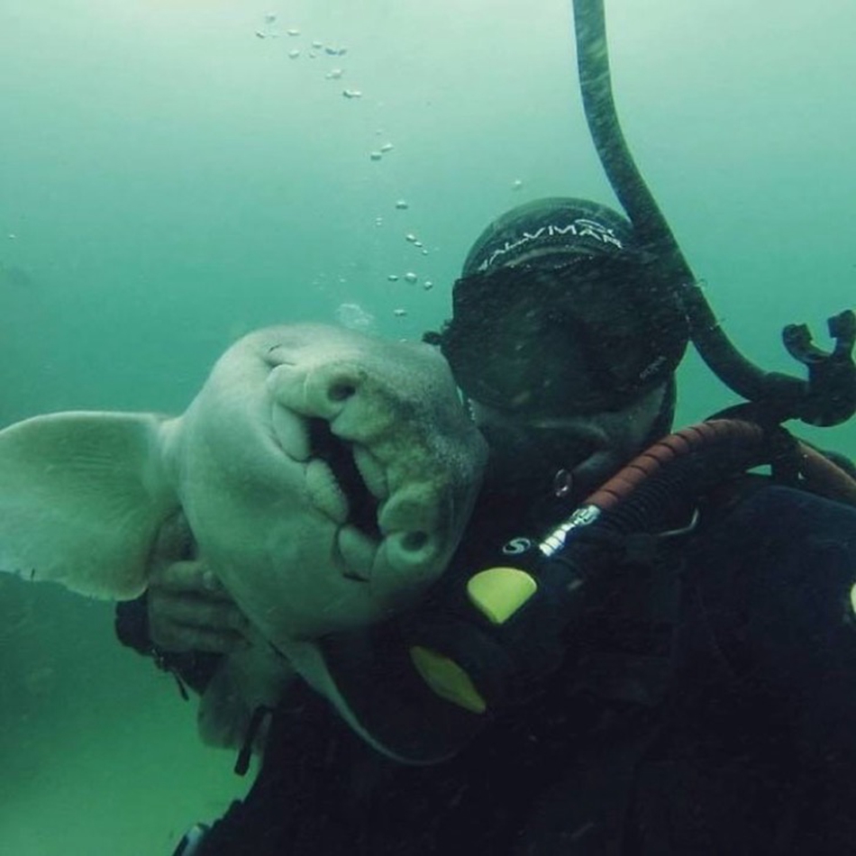 澳潜水员和鲨鱼成为7年老友 每次潜水都互相拥抱