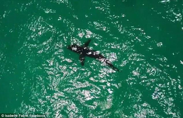 法国美女博主冲浪旅拍 遭鲨鱼“追杀”死里逃生