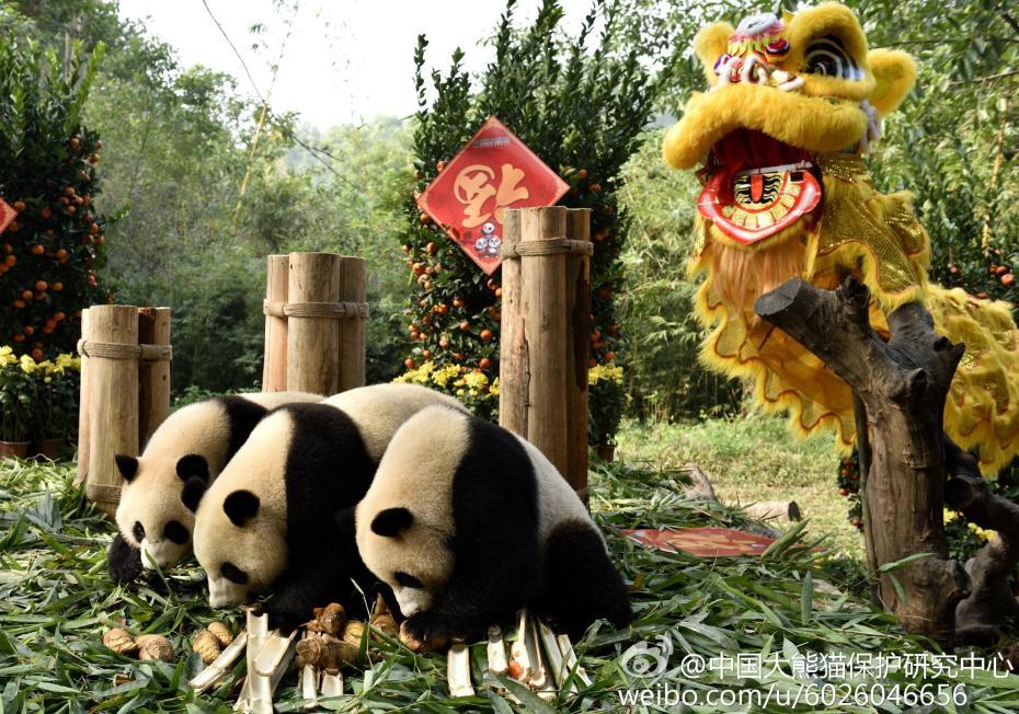 熊猫宝宝集体亮相 提前向全国人民拜年