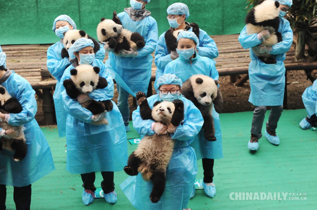 成都23只大熊猫宝宝向民众拜年 喜迎鸡年春节
