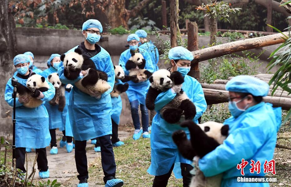 成都“熊猫天团”再聚齐 向全球人民送福