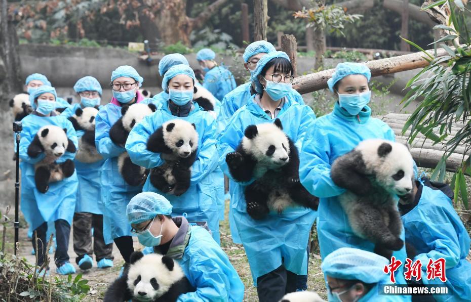 成都“熊猫天团”再聚齐 向全球人民送福