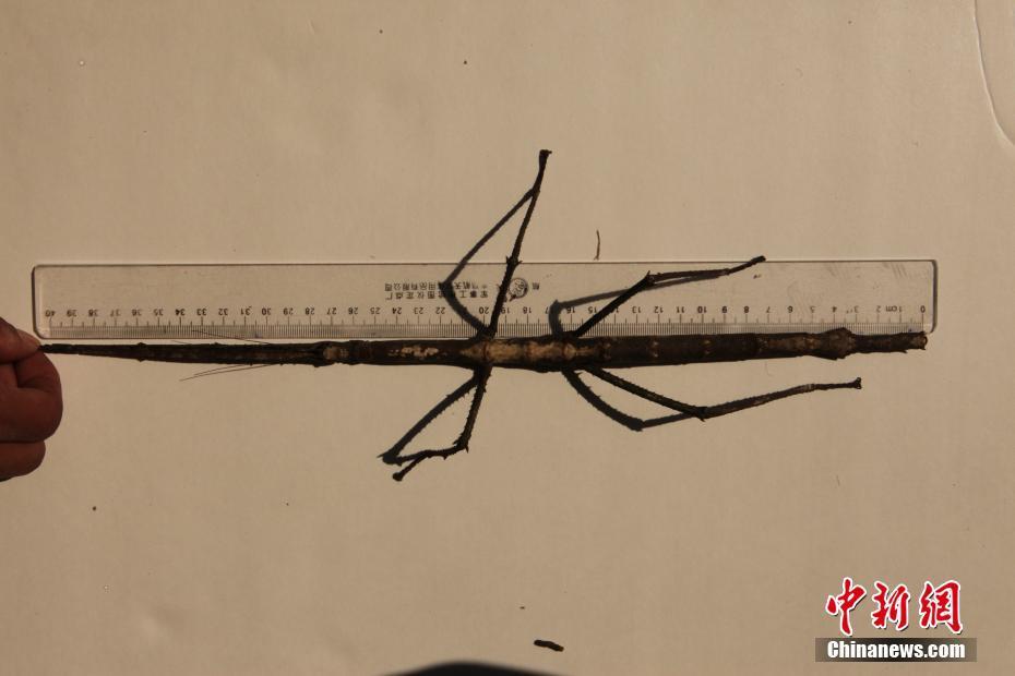 云南普洱现巨型竹节虫 体长超40公分