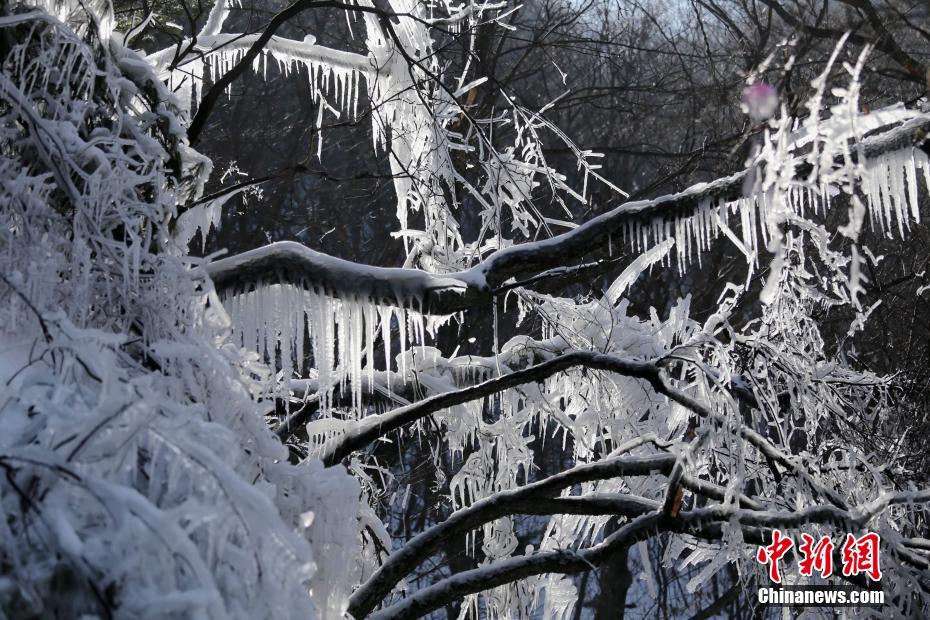 天气冷热不均似“过山车” 老君山雪后树挂成美景