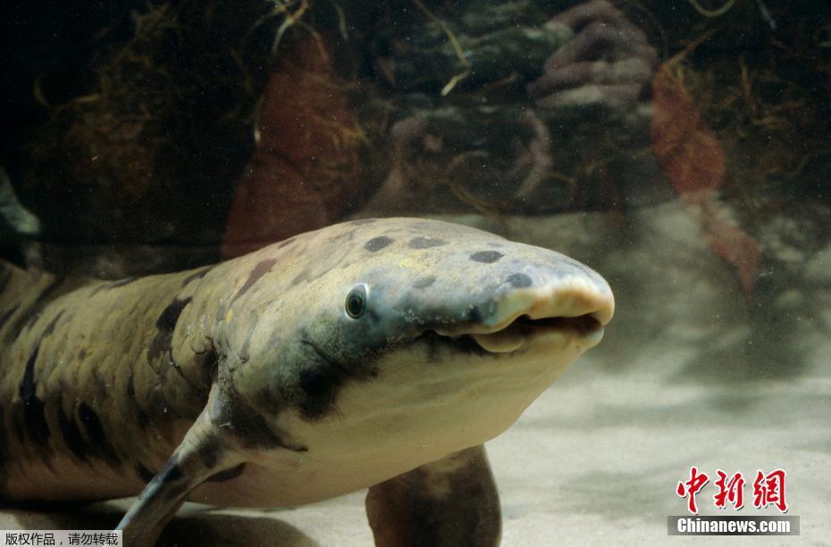 世界最长寿鱼离世 90岁高龄被称为“老爷爷”