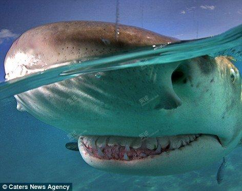 鲨鱼面带微笑 神似《海底总动员》鲨鱼布鲁斯【图】