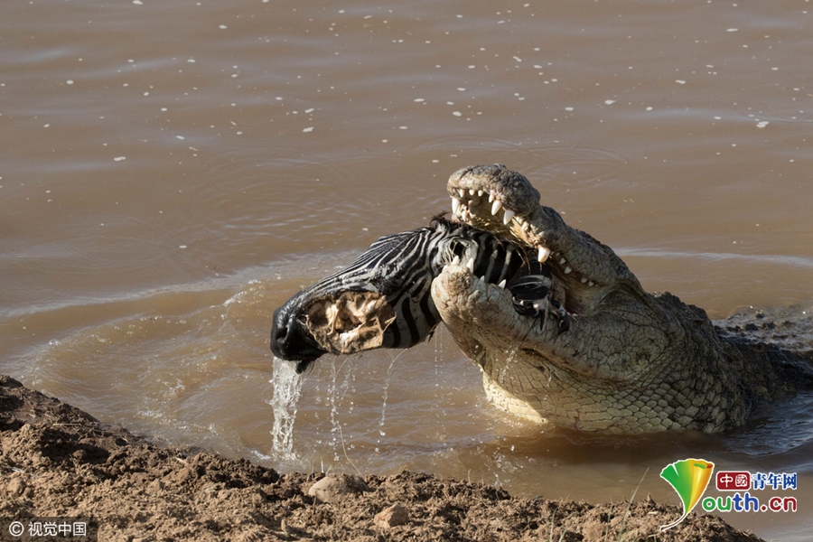 肯尼亚鳄鱼试图咬碎斑马头骨 近距离场面凶残