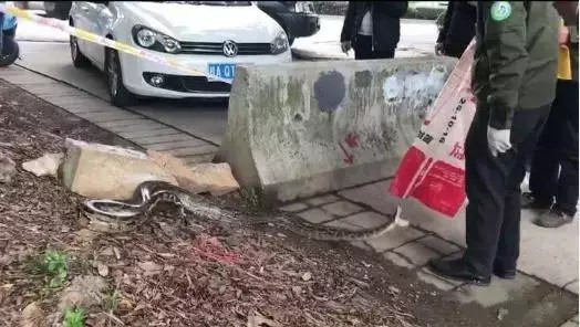 3米蟒蛇现身街头 温暖的天气冷血动物给唤醒【图】