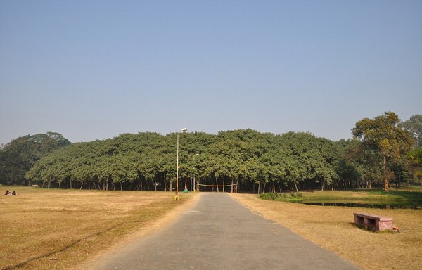 印度榕树