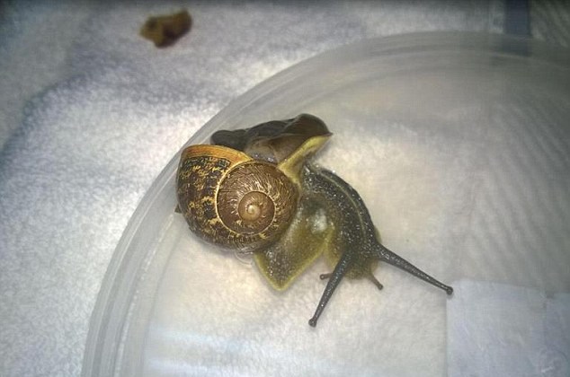 以色列兽医成功为外壳破碎蜗牛做修补手术