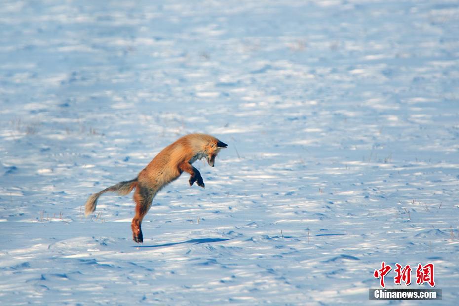 摄影爱好者时隔两月拍到同一只赤狐