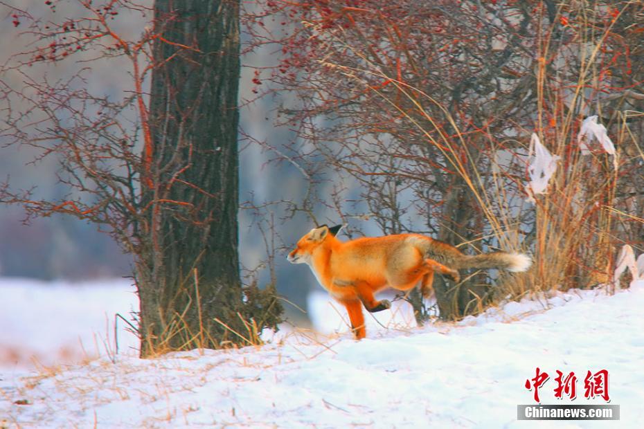 摄影爱好者时隔两月拍到同一只赤狐