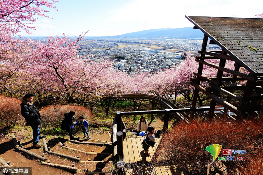 富士山下的早春图 日本神奈川樱花节开幕
