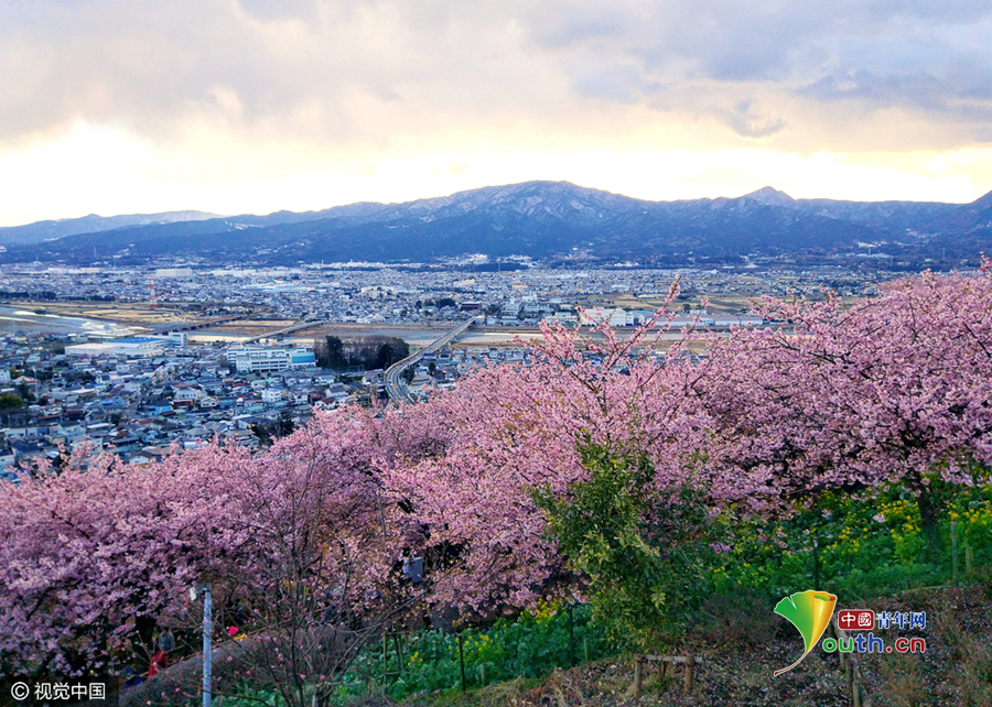 富士山下的早春图 日本神奈川樱花节开幕