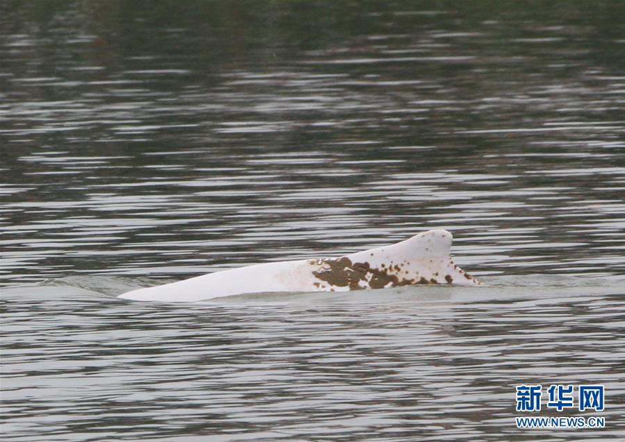 误入广东内河的中华白海豚搁浅死亡