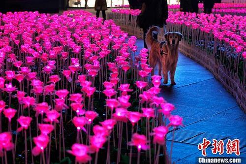 情人节将至 数千朵玫瑰花灯绽放京城