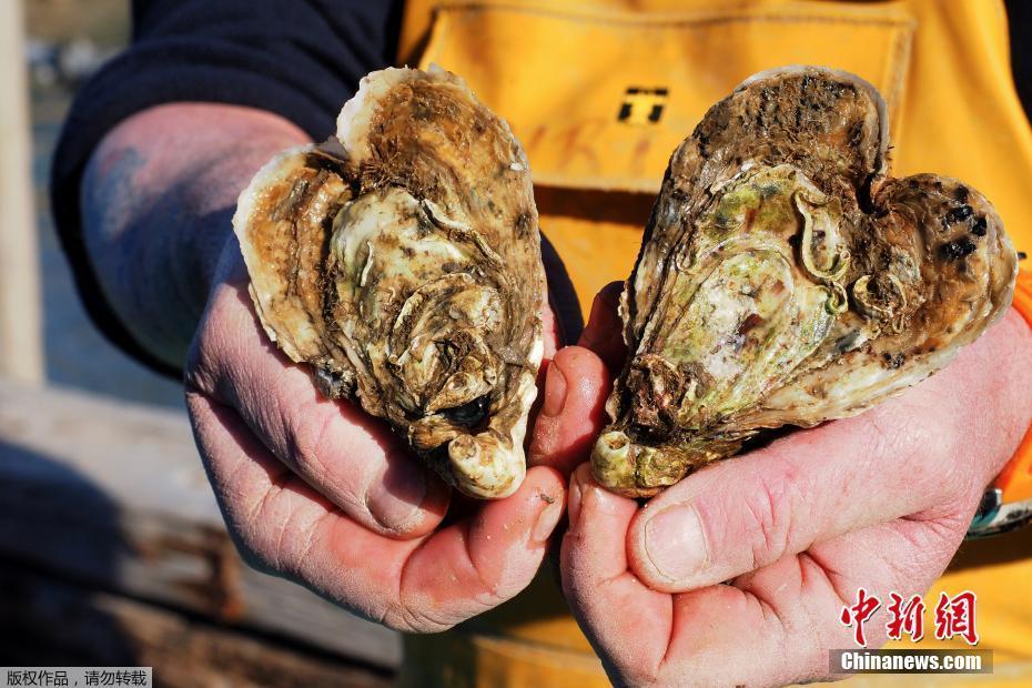 迎情人节 法国牡蛎养殖者养殖心形牡蛎销售