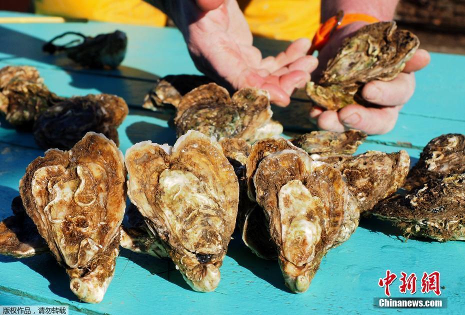 迎情人节 法国牡蛎养殖者养殖心形牡蛎销售