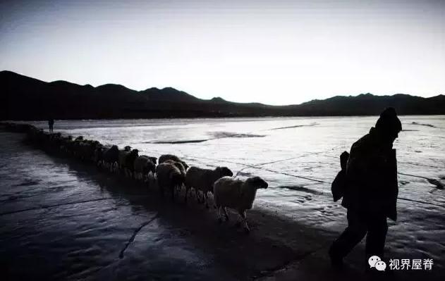 惊心动魄！羊群与太阳赛跑 在离天最近的冰湖上