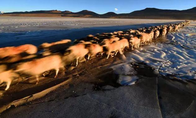 惊心动魄！羊群与太阳赛跑 在离天最近的冰湖上